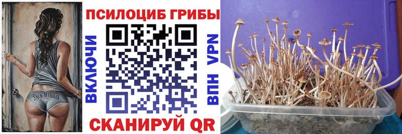 закладки omg как войти Псилоцибиновые грибы Cubensis Лагань